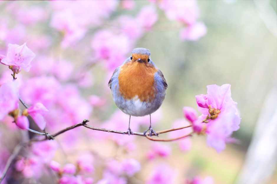 A small blue and red bird is resting on a thin tree branch with pink flowers. The bird looks directly at the viewer.